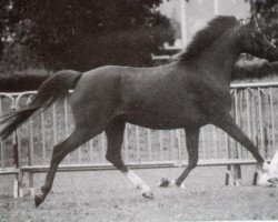 broodmare Wengelo's Ramona (Nederlands Welsh Ridepony, 1987, from Hondsrug Raspoetin)