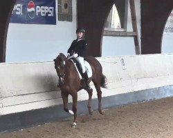 dressage horse Deleila 7 (Hanoverian, 2009, from Don Henrico)