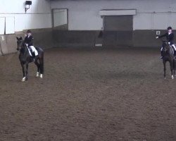 dressage horse Belvino (Westphalian, 2009, from Beltoni)