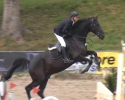 jumper Christiano 10 (Hanoverian, 2009, from Christ)