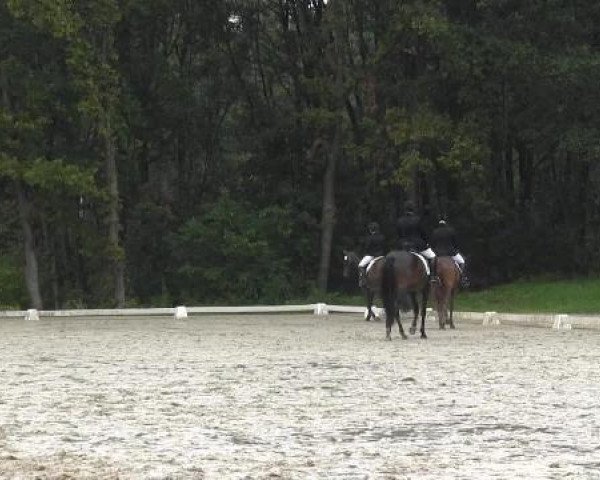 broodmare Schokolata (Hanoverian, 2010, from Sir Donnerhall I)