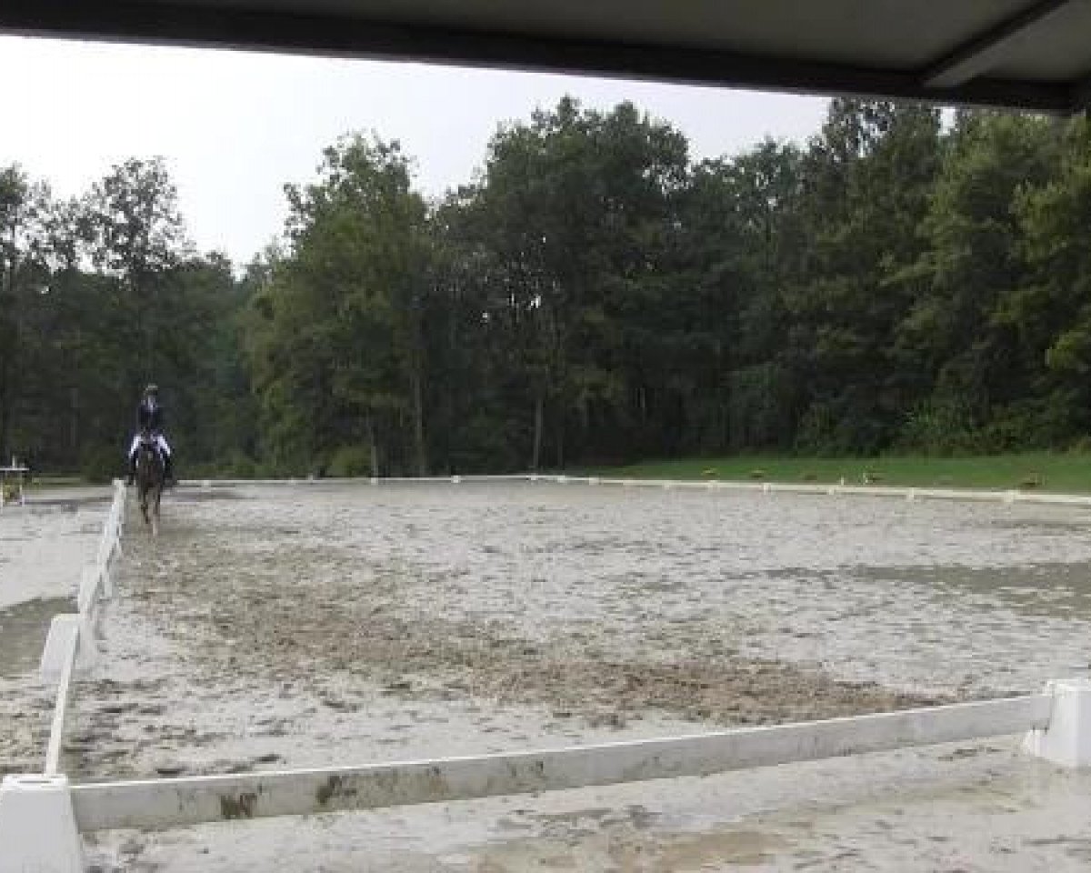 broodmare Fräulein Wierling (Westphalian, 2010, from Fiderstep)