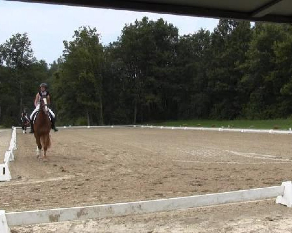 jumper Löwenherz 111 (Westphalian, 2011, from Lord Loxley I)