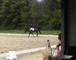 dressage horse Abriano (Hanoverian, 2010, from Abanos)