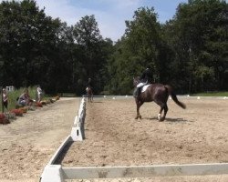 dressage horse Fleur Rouge 12 (Hanoverian, 2010, from Fuechtels Floriscount OLD)