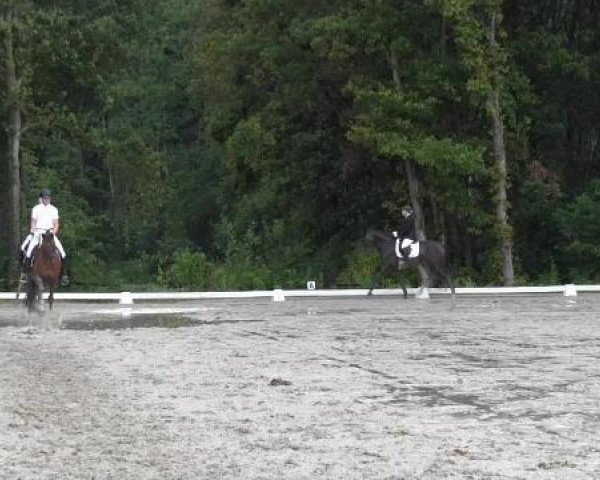 dressage horse Don Acteur (Rhinelander, 2010, from Don Gregory)