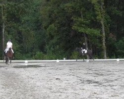 dressage horse Don Acteur (Rhinelander, 2010, from Don Gregory)