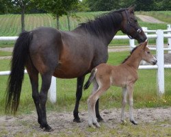 broodmare Wengelo's Vea (Nederlands Welsh Ridepony, 1991, from Julio Mariner xx)