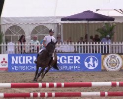 Springpferd Cavendish 4 (KWPN (Niederländisches Warmblut), 2005)
