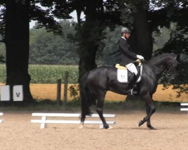 dressage horse Dynamit 105 (Westphalian, 2008, from Damon Hill)