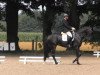 dressage horse Dynamit 105 (Westphalian, 2008, from Damon Hill)