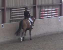 dressage horse Fürst Calypso 2 (Hanoverian, 2009, from Fürst Romancier)