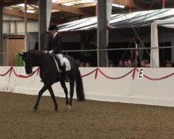 dressage horse Skyfall 19 (Oldenburg, 2009, from Sarkozy 3)