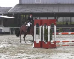 Springpferd Cleo 200 ( Niederländische Reitpferde und Ponys mit arabischem Blut, 2010, von Corotino)