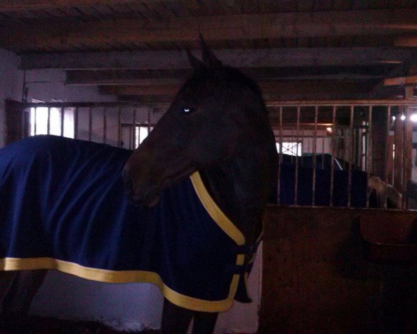 horse Loui 96 (Hanoverian, 2000, from Colon xx)