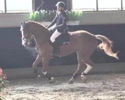 jumper Chadeur (Oldenburg show jumper, 2008, from Chacco-Blue)