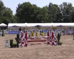 jumper Dame 19 (KWPN (Royal Dutch Sporthorse), 2008)