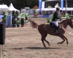 jumper Deka 2 (KWPN (Royal Dutch Sporthorse), 2008)