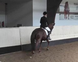 dressage horse Dyra 8 (Württemberger, 2009, from Don Diamond)