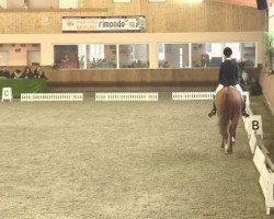 dressage horse Bellevue (Hanoverian, 2010, from Barclay 20)