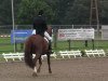 dressage horse Tia Karmina (unknown,  )