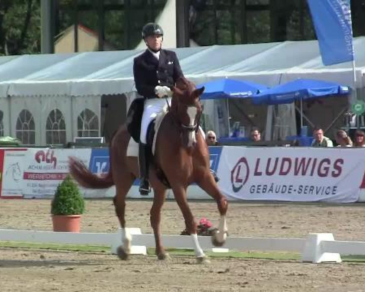 Springpferd Marshall Lightfoot (Dänisches Warmblut, 2005, von Michellino)