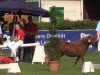 broodmare Emely aus dem Veischedetal (Shetland pony (under 87 cm), 2011, from Flipper v.d. Armenhof)