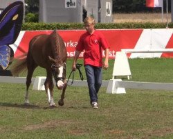 Zuchtstute Cabana (Deutsches Reitpony, 2011, von FS Champion de Luxe)