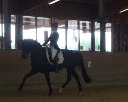 dressage horse Black Sabbath (Hanoverian, 2005, from Sir Donnerhall I)