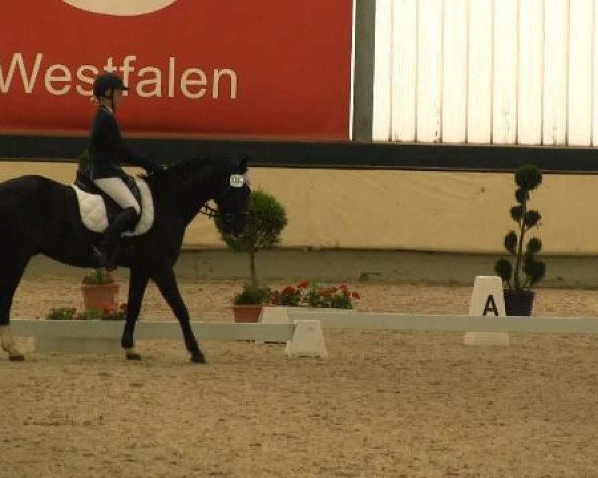 dressage horse Ricardo (German Riding Pony, 2002, from Renoir)