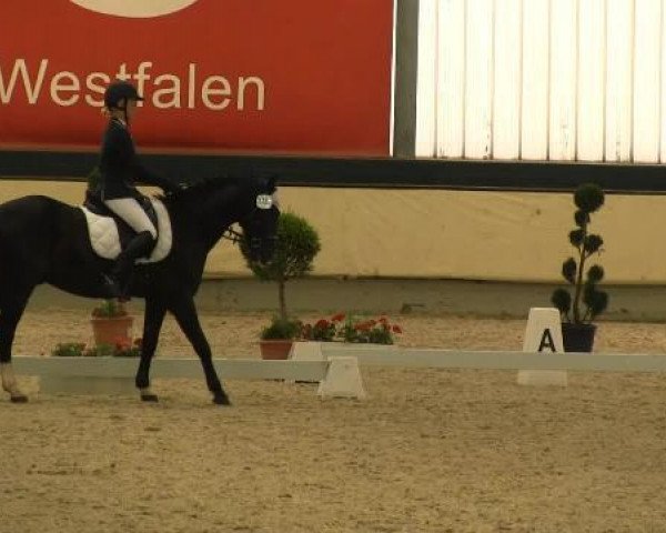 dressage horse Ricardo (German Riding Pony, 2002, from Renoir)