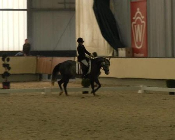 dressage horse Rabana Cabana (German Riding Pony, 2009, from Proud Rocketti)