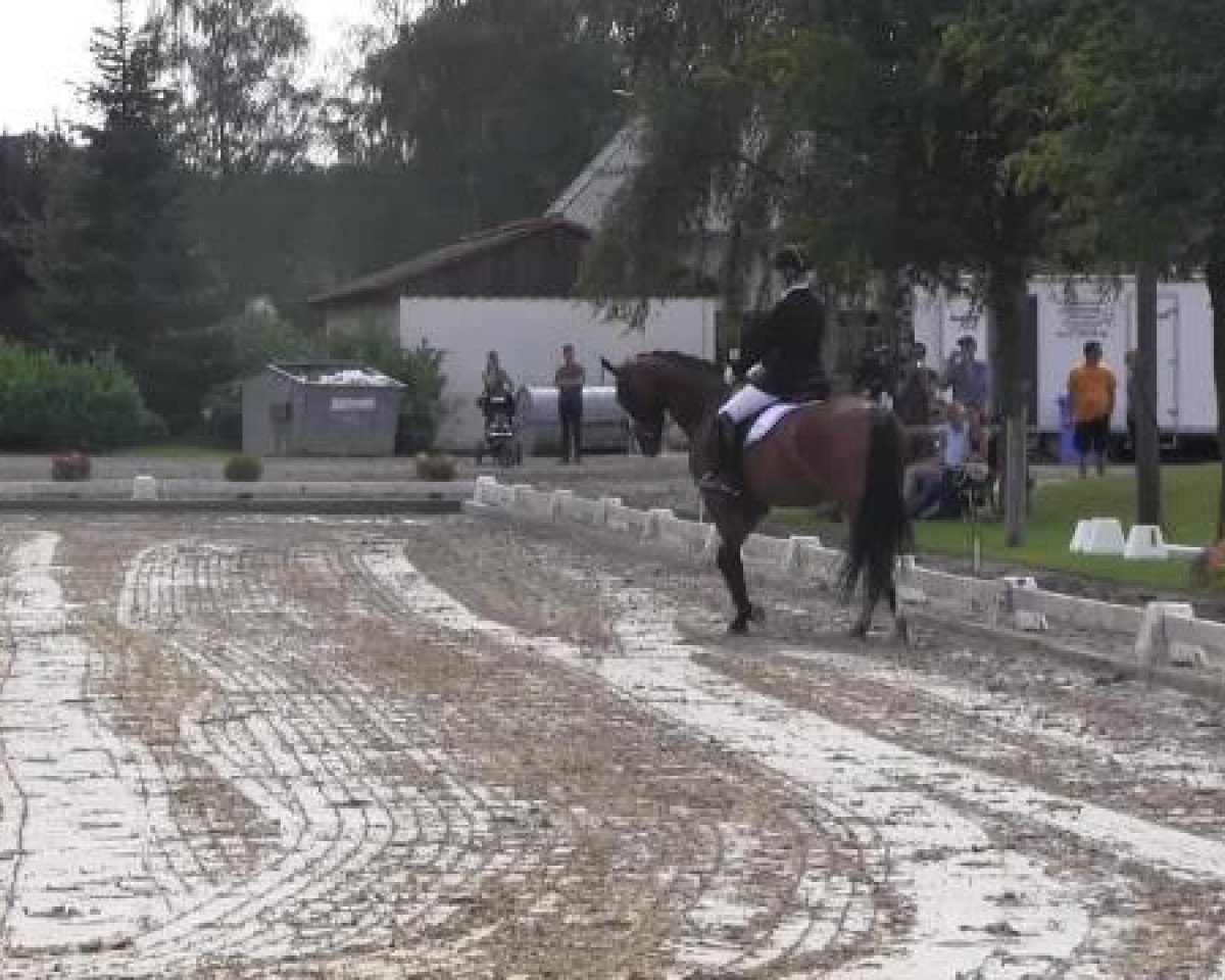 Dressurpferd Don Michelin (Schwedisches Warmblut, 2008, von Don Primero)