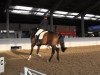 dressage horse Fisiko (Westphalian, 2010, from Fabregas)