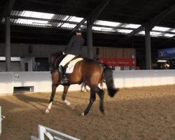 dressage horse Fisiko (Westphalian, 2010, from Fabregas)