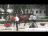 dressage horse Hop Sing (Trakehner, 2014, from Connery)