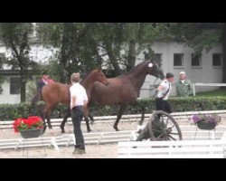 dressage horse Hop Sing (Trakehner, 2014, from Connery)