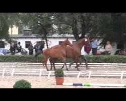 Pferd Dance with me (Trakehner, 2014, von San Silviano)