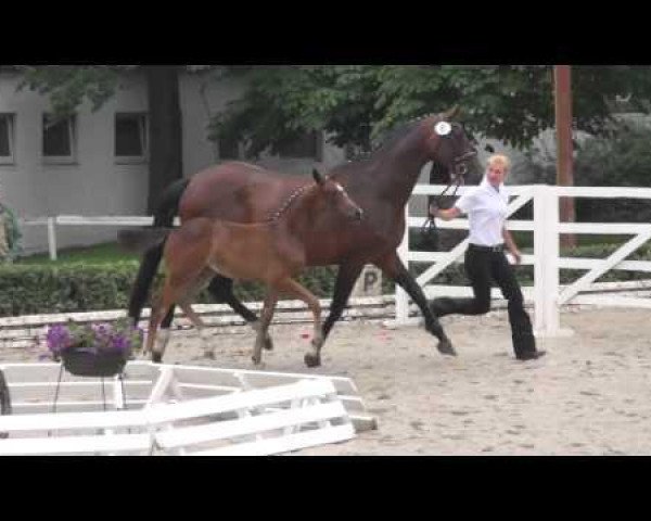 broodmare Chiceria (Trakehner, 2014, from Herakles TSF)