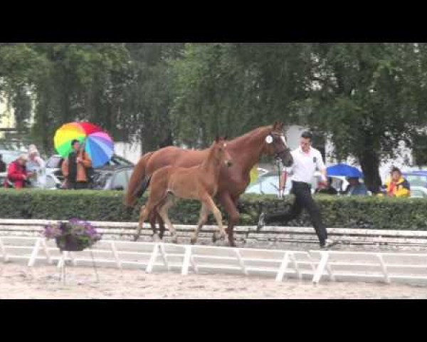 dressage horse Portofino (Trakehner, 2014, from Singolo)