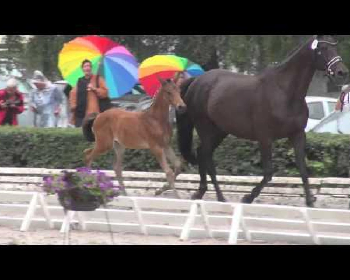Dressurpferd Sanssouci 124 (Trakehner, 2014, von Hancock)
