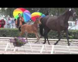 dressage horse Sanssouci 124 (Trakehner, 2014, from Hancock)