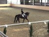 dressage horse Raica (Westphalian, 2006, from Riccio)