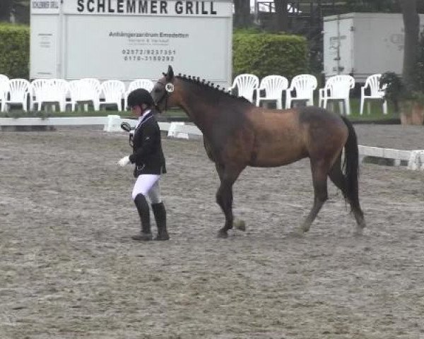 Dressurpferd Mary Poppins (Deutsches Reitpony, 2010, von Monte Christo)