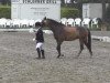 dressage horse Mary Poppins (German Riding Pony, 2010, from Monte Christo)