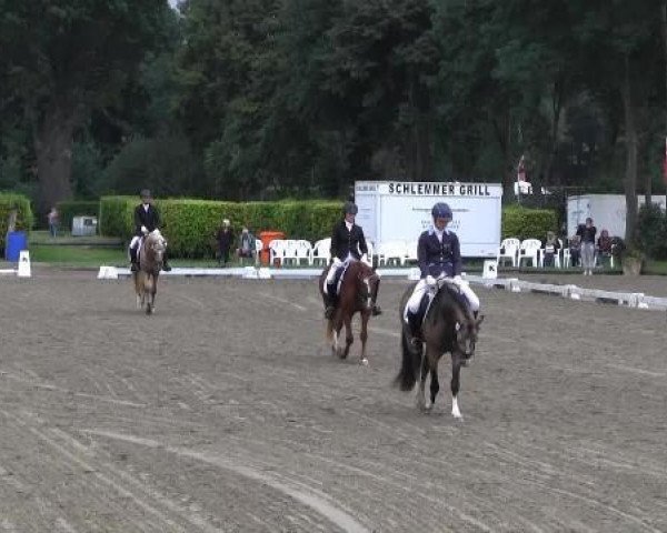 Dressurpferd Cuivre Rouge (Deutsches Reitpony, 2011, von Can Dance 3)