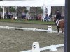 Deckhengst Don Castello 12 (Deutsches Reitpony, 2011, von FS Don't Worry)