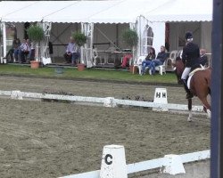 stallion Don Castello 12 (German Riding Pony, 2011, from FS Don't Worry)