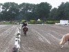 dressage horse Magic Flow (German Riding Pony, 2011)