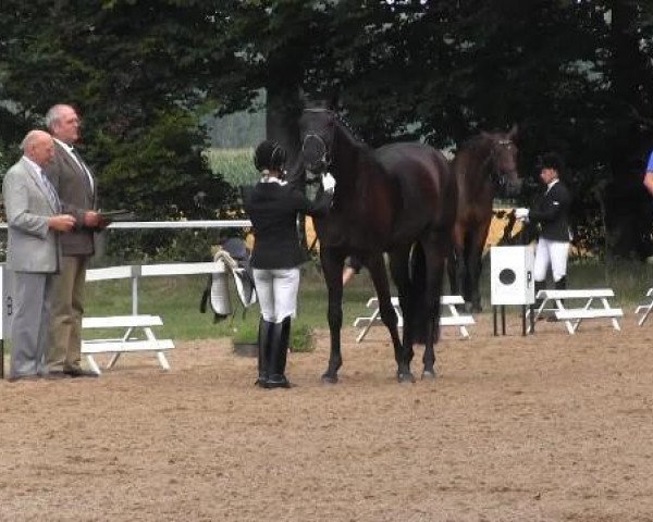 dressage horse Rosenstolz 111 (Oldenburg, 2010, from Rosengold)